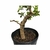 Pré Bonsai de Guajuvira - 8 anos - comprar online