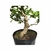 Pré Bonsai de Guajuvira - 8 anos - comprar online