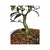 Pré Bonsai de Cerejeira do Rio Grande - 6 anos - comprar online