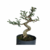 Pré Bonsai de Caliandra Rosa - 8 anos - comprar online