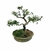 Bonsai de Serissa - 3 anos - comprar online