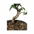 Pré Bonsai de Pitangueira - 5 anos - comprar online