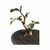 Pré Bonsai de Gabiroba - 4 anos - comprar online