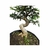 Pré Bonsai de Caliandra Branca - 8 anos - comprar online