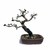 Bonsai de Guajuvira - 6 anos - comprar online