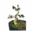 Pré Bonsai de Oliveira - 6 anos - comprar online