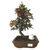 Bonsai de Pyracantha Vermelha - 6 anos - comprar online