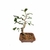 Pré Bonsai de Gabiroba Preta - 10 anos