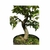 Pré Bonsai de Acer Kaede - 7 anos - comprar online