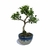 Bonsai de Buxinho Sempervirens - 2 anos - comprar online