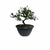 Pré Bonsai de Serissa - 4 anos - comprar online