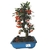 Bonsai de Pyracantha Vermelha - 6 anos na internet