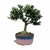 Bonsai de Buxus Harlandii - 3 anos - comprar online