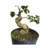 Pré Bonsai de Ligustrinho - 8 anos - comprar online