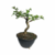 Pré Bonsai de Amora - 4 anos - comprar online