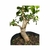 Pré Bonsai de Guajuvira - 8 anos - comprar online