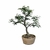 Bonsai de Caliandra Rosa - 5 anos - comprar online