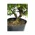 Pré Bonsai de Pepper Tree - 6 anos - comprar online