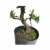 Pré Bonsai de Pyracantha Amarela - 4 anos - comprar online