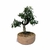 Bonsai de Pyracantha Amarela - 4 anos - comprar online