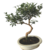 Bonsai de Serissa - 3 anos - comprar online