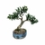 Bonsai de Buxus Harlandii - 6 anos