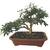 Pré Bonsai de Serissa - 6 anos