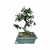 Bonsai de Pyracantha Vermelha - 7 anos - comprar online