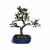 Bonsai de Pyracantha Amarela - 4 anos - comprar online