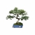 Bonsai de Caliandra Rosa - 12 anos - comprar online