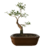 Bonsai de Serissa - 4 anos - comprar online