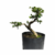 Pré Bonsai de Carmona - 7 anos - comprar online