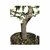 Pré Bonsai de Acer Palmatum - 10 anos - comprar online