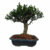 Bonsai de Buxus Harlandii - 5 anos