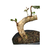 Pré Bonsai de Gabiroba Preta - 10 anos - comprar online