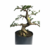 Pré Bonsai de Caliandra Rosa - 8 anos - comprar online