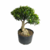 Pré Bonsai de Cereja anã (Silvestre) - 15 anos - comprar online