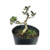 Pré Bonsai de Oliveira - 3 anos - comprar online