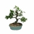 Bonsai de Guajuvira - 10 anos - comprar online