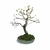 Bonsai de Guajuvira - 12 anos - comprar online