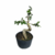 Pré Bonsai de Ligustrinho - 6 anos - comprar online