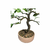 Bonsai de Bergamoteira - 6 anos - comprar online