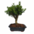 Bonsai de Buxus Harlandii - 5 anos