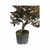 Pré Bonsai de Loropetalum Rubrum - 8 anos - comprar online