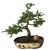 Bonsai de Guajuvira - 8 anos