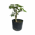 Pré Bonsai de Acer Palmatum - 6 anos - comprar online