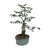 Bonsai de Piteco (Pithecolobium Tortum) - 6 anos - comprar online