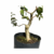 Pré Bonsai de Pitangueira - 10 anos - comprar online