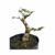 Pré Bonsai de Carmona - 8 anos - comprar online