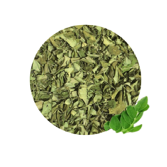 moringa hojas